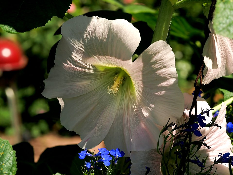 Common Hollyhock (Alcea rosea).