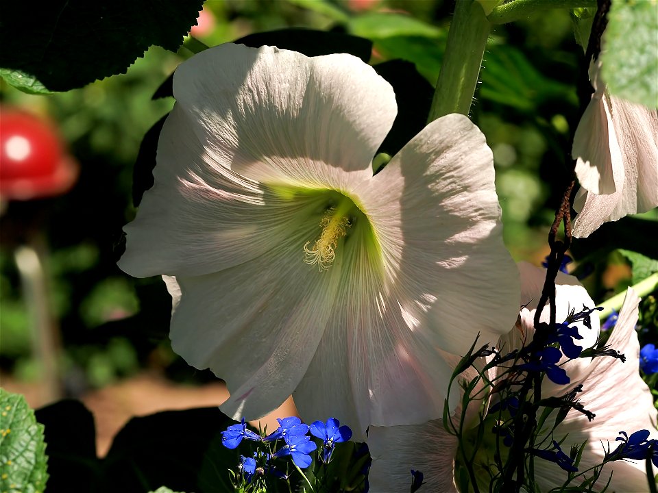 Common Hollyhock (Alcea rosea). photo