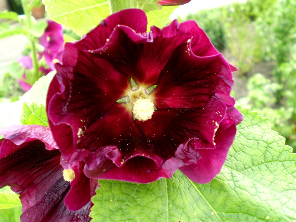 Alcea rosea/stokroos photo