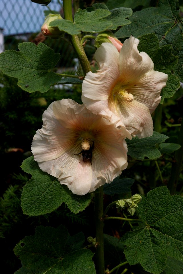 Hollyhock photo