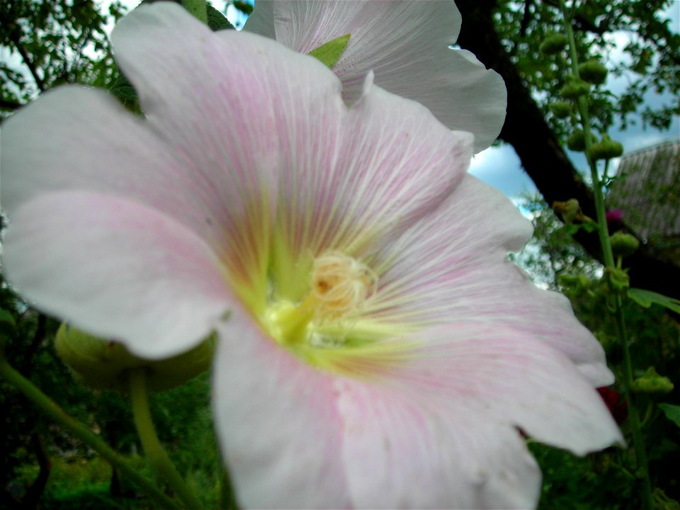 Alcea rosea flower
