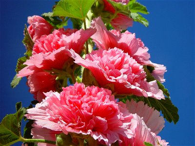 Image title: Pink hollyhocks reach for the sky Image from Public domain images website, http://www.public-domain-image.com/full-image/flora-plants-public-domain-images-pictures/flowers-public-domain-i photo