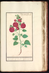 IdentificatieTitel(s): Stokroos (Alcea rosea)Roode Dobbel wijnter roosen. / Malva Rosea Duplex. / passerose ou mauve double Couleur de rose (titel op object)Objecttype: tekening Objectnummer: RP-T-BR-