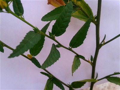 Common name- Wire weed Botanical name- SIDA CAPRINIFOLIA Tamil name – Arivalmanaippuntu ‘sickle – leaved shrub’ Sanskrit name- Bala pani jivika’ Useful as stopping the blood oozing out;Powder of photo