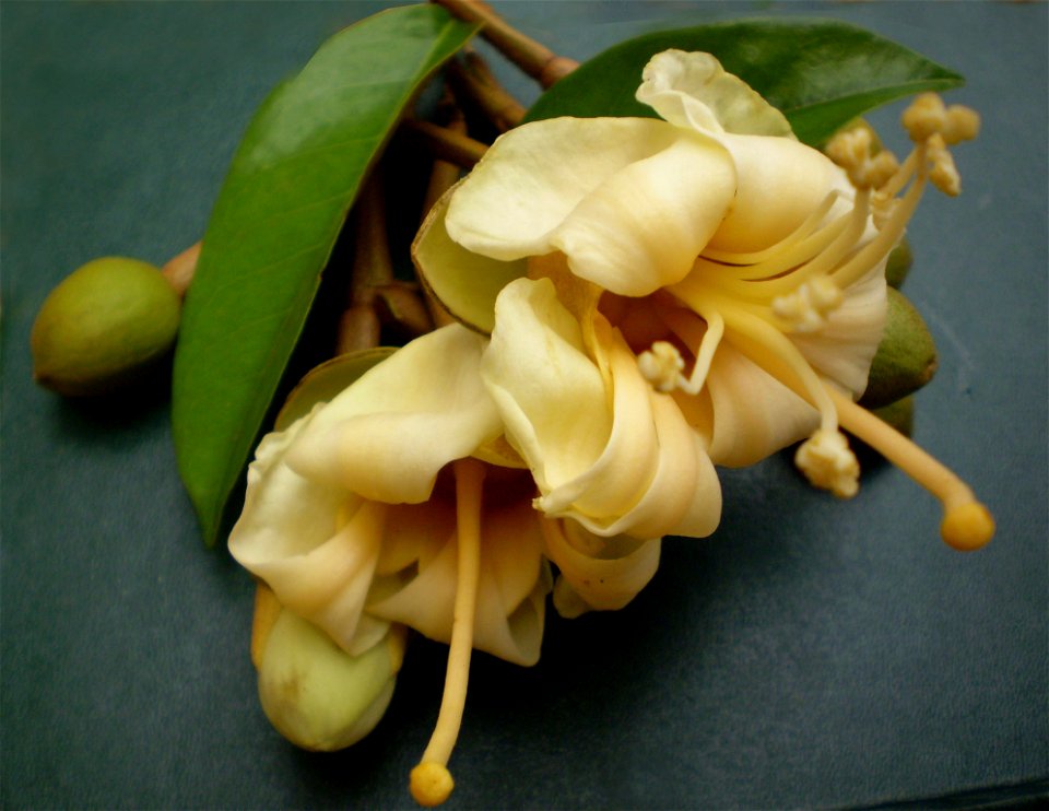 Flowers of durian, Vietnam