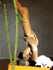 Trunk of Brachychiton bonsai (rupestris ?). Aged 10 years app. Bought 6 years ago.
