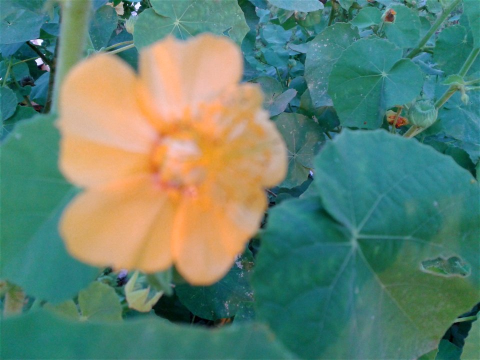 துத்திக் கீரை  
Botanical name - Abutilon indicum
Common name- Indian Mallow
Nativity - India
Importance  -Used for safe and quick pregnancy;To  treat leprosy and  bladder  infections . 
S.Soundarapan