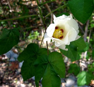 Gossypium hirsutum, growing at edge of hardwood hammock in sandy scrub, John Pennekamp Coral Reef State Park, Key Largo, Florida.