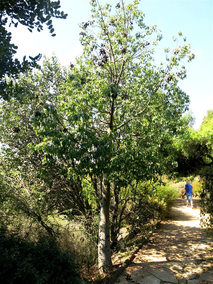 Brachychiton populneus in parc Gonzalez in Bormes-les-Mimosas (Var, France). Plant identified by its botanic label.