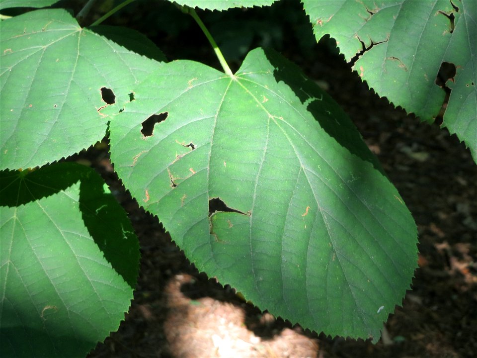 Sommerlinde (Tilia platyphyllos) am Hockenheimer Baggersee in der Schwetzinger Hardt