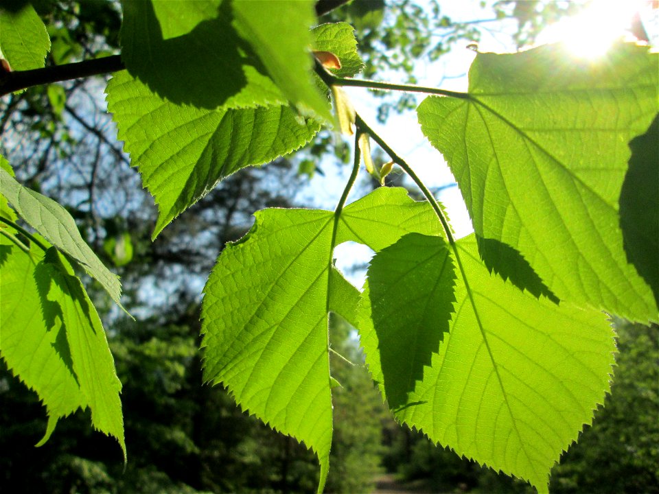 Sommerlinde (Tilia platyphyllos) in der Schwetzinger Hardt