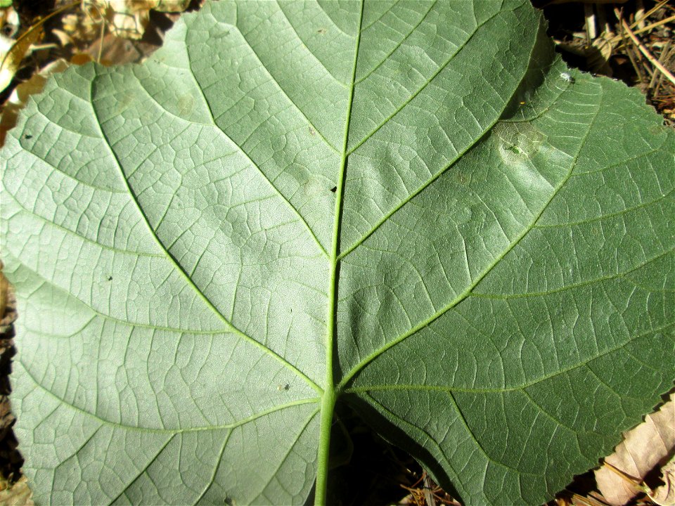 Sommerlinde (Tilia platyphyllos) am Hockenheimer Baggersee in der Schwetzinger Hardt