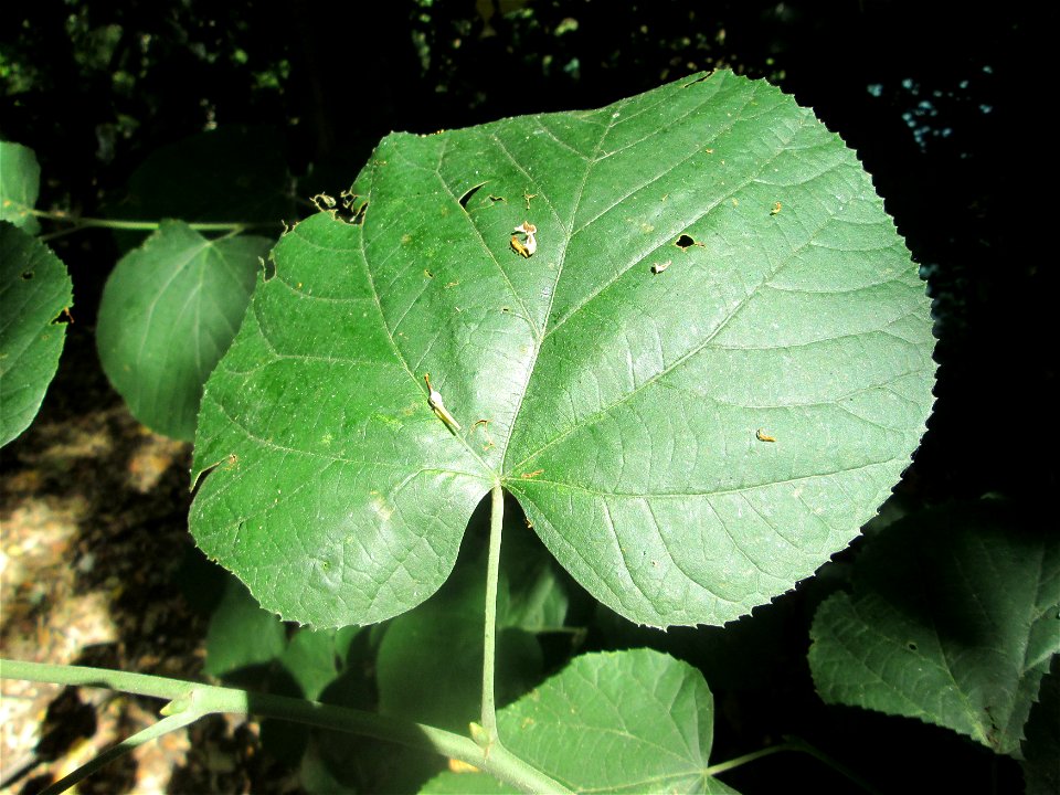 Sommerlinde (Tilia platyphyllos) am Hockenheimer Baggersee in der Schwetzinger Hardt