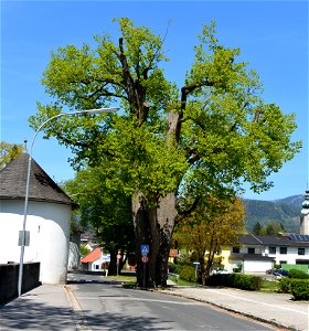 Large-leaved linden in St. Martin in the community of Villach photo