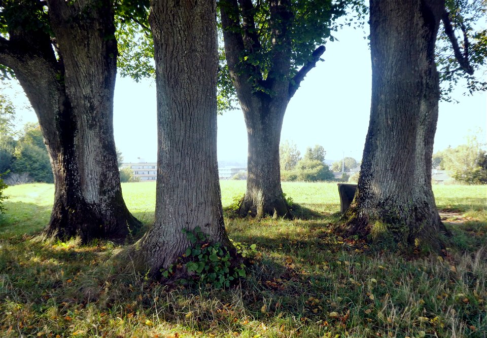 Ebersberg, die Stämme der vier Sommerlinden (Tilia platyphyllos) auf der Hupfauer Höhe (Endmoräne), Naturdenkmal Nr. 17 (EBE).
                 Esperanto:  Ebersberg (DE), la trunkoj de la kv