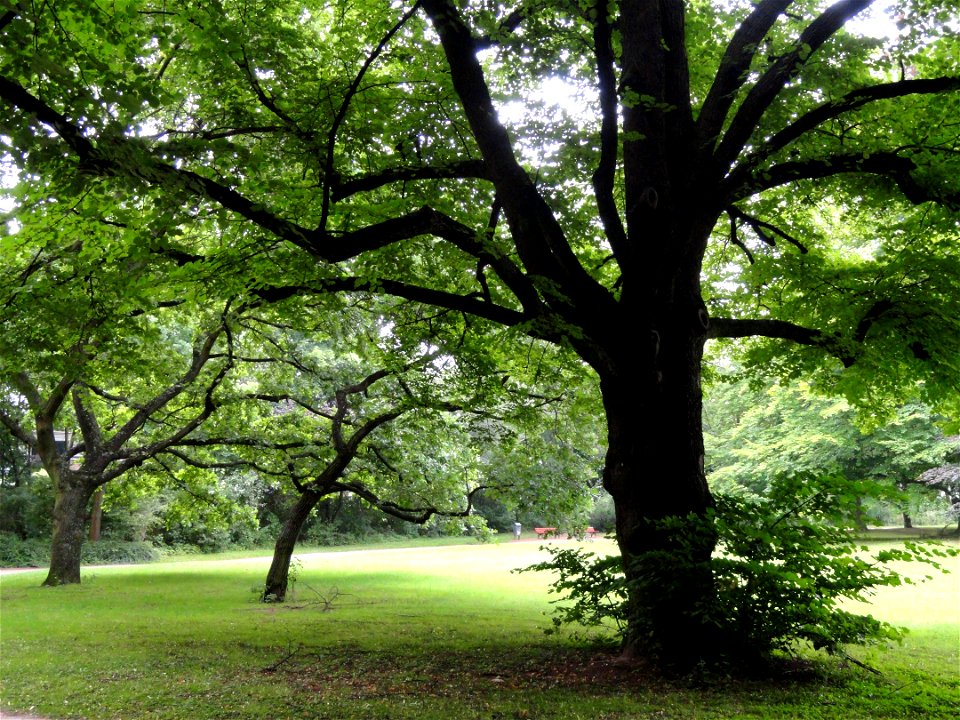 Grüneburgpark, Frankfurt am Main, Germany. photo