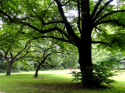 Grüneburgpark, Frankfurt am Main, Germany.