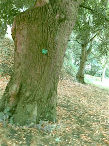 Old Tilia platyphyllos 'Vitifolia' tree in botanical garden in Copenhagen