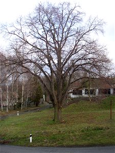 Protected example of Large-leaved Lime (Tilia platyphyllos) in Želenice, Kladno District, Czech Republic. photo