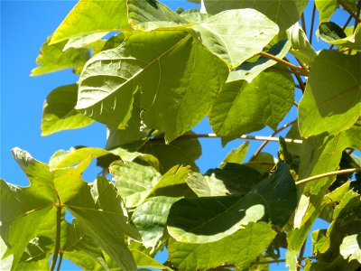 Firmiana simplex leaves, Parque El Pilar de Ciudad Real, Spain