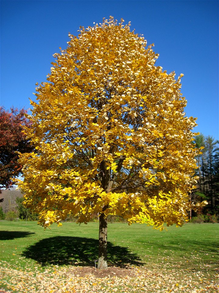 Tilia tomentosa specimen in Lasdon Park and Arboretum, Somers, New York, USA. photo