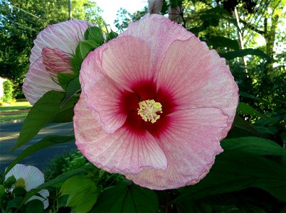 Hardy hibiscus flower, also called Giant Hibiscus photo