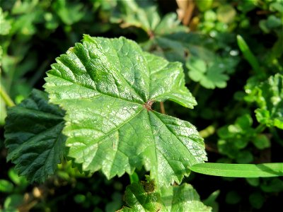 Weg-Malve (Malva neglecta) in Hockenheim photo