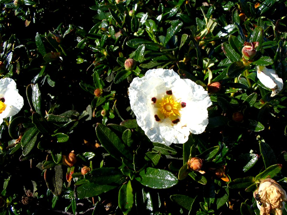 Cistus × dansereaui (C. ladanifer × C. inflatus) Portugal