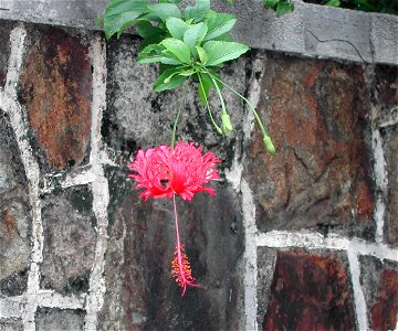 Hibiscus schizopetalus flower, picture taken in Hong Kong. photo