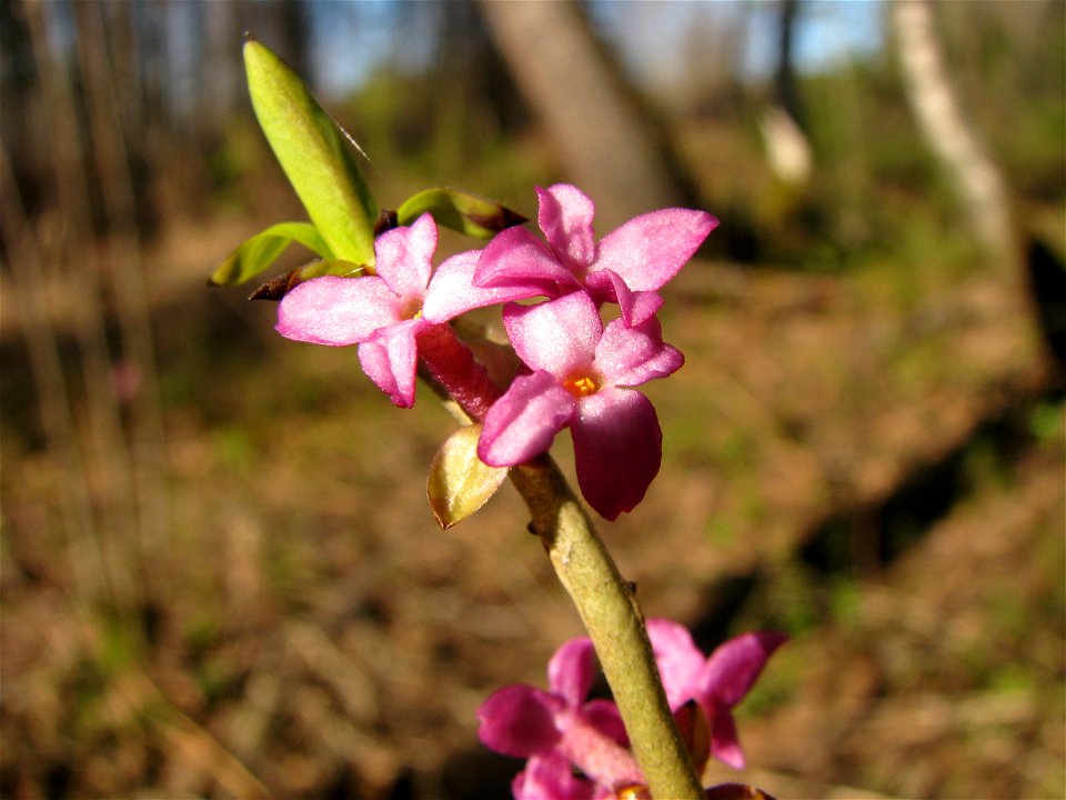 Daphne mezereum. Flowers. Russia, Komi Republic, near Ukhta