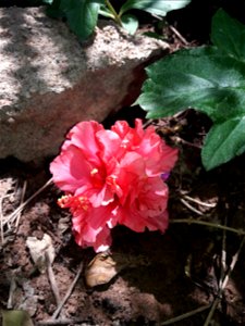 Shoeblackplant flower in my home garden photo
