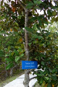 "Sundari "(Heritiera fomes) or "Shundori" in Bengali is a mangrove tree found in the Sundarbans forests of India and Bangladesh. photo