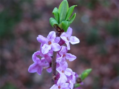 Daphne mezereum L. photo