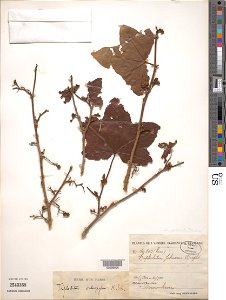*Triplochiton scleroxylon K. Schum.
Object Details
Biogeographical Region
22 - West Tropical Africa
Collector
A. J. Chevalier
Record Last Modified
16 Aug 2019
Specimen Count
1
Collection Date
20 Dec 1