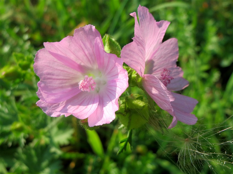 Moschusmalve (Malva moschata) am Schalkenmehrener Maar