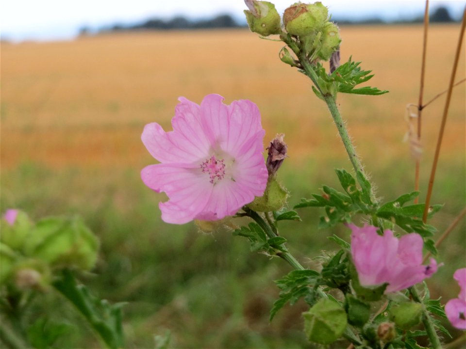 Moschus-Malve (Malva moschata) an der Elisabethenstraße bei Wiesbaden