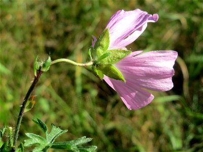 Moschusmalve (Malva moschata) am unmittelbaren Rand vom Naturschutzgebiet Wagbachniederung (Gemarkung Altlußheim)