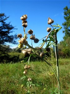 Moschusmalve (Malva moschata) am unmittelbaren Rand vom Naturschutzgebiet Wagbachniederung (Gemarkung Altlußheim)