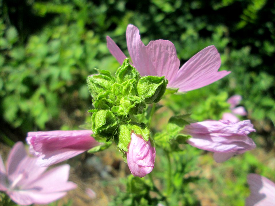 Moschus-Malve (Malva moschata) an der Saar in Saarbrücken