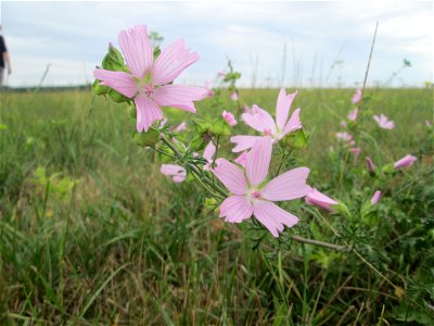 Moschusmalve (Malva moschata) in Kennfus bei Bad Bertrich