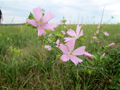 Moschusmalve (Malva moschata) in Kennfus bei Bad Bertrich photo