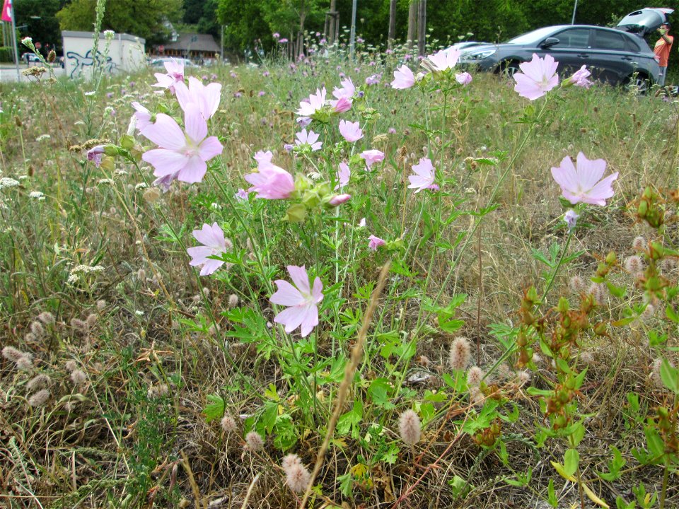 Moschus-Malve (Malva moschata) in Alt-Saarbrücken