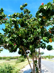 Photo prise à Cuba