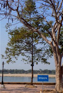 Hopea odorata in Kratie, Cambodia photo