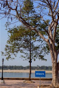 Hopea odorata in Kratie, Cambodia