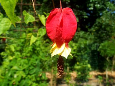 Abutilon megaptamicum, picture taken at he Passiflorahoeve in Harskamp, The Netherlands