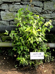 Abutilon megapotamicum. Botanical specimen on the grounds of the Villa Taranto (Verbania), Lake Maggiore, Italy. photo