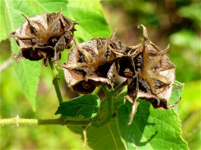 mature dehisced fruit of devil's cotton (Abroma augusta), northern Buton Island, Southeast Sulawesi, Indonesia photo