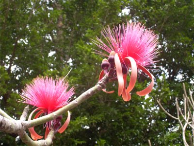 Pseudobombax ellipticum in Chichen Itza, Mexico