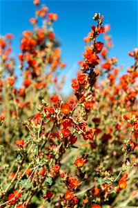 NPS / Alessandra Puig-Santana

alt text: small orange flowers growing on green stems against the blue sky.